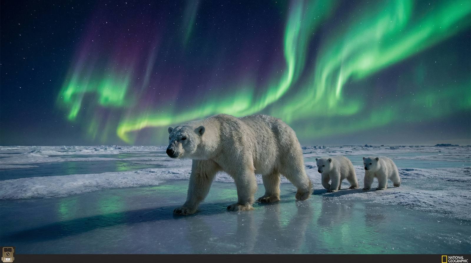 麻豆传媒北极熊视频